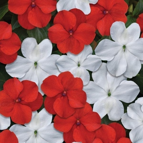 Impatiens Beacon™ Mélange Rouge et Blanc F1