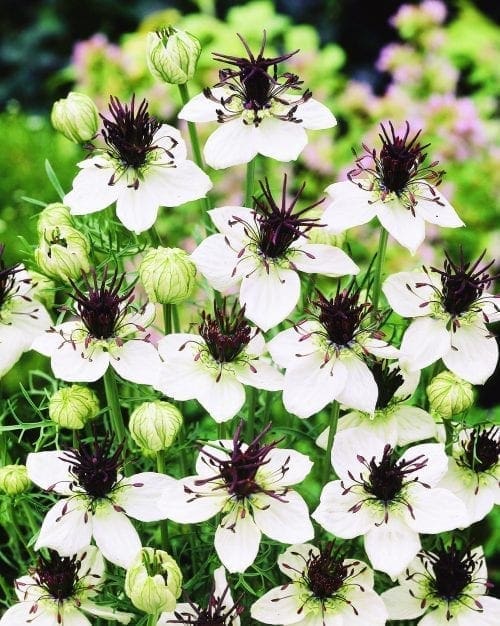  Nigelle African Bride