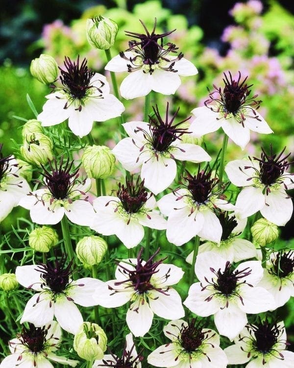 Nigelle African Bride
