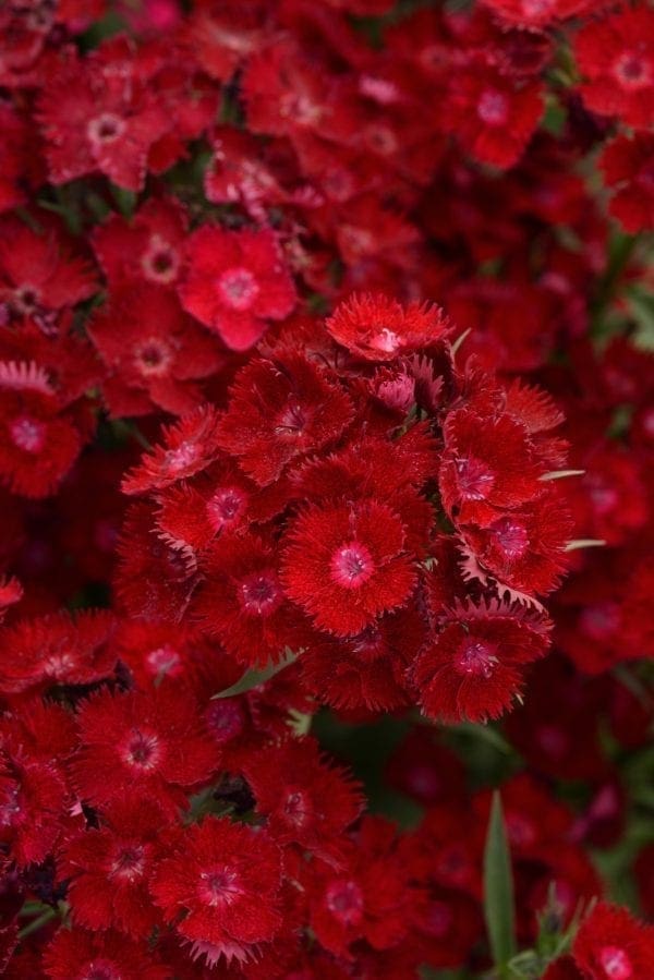 Dianthus Rockin™ Red F1