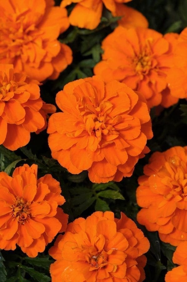 Oeillet d'Inde Français Bonanza™ Deep Orange