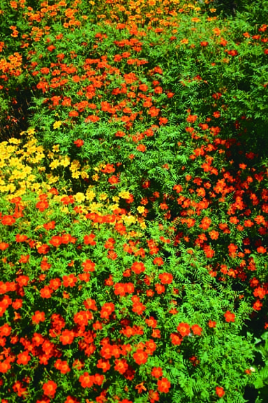  Oeillet d’Inde Starfire Mélange