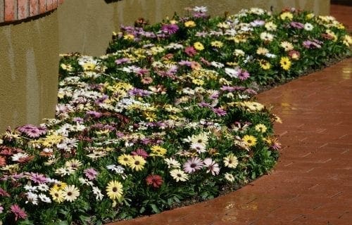  Ostéospermum Akila® Grand Canyon Mélange F1