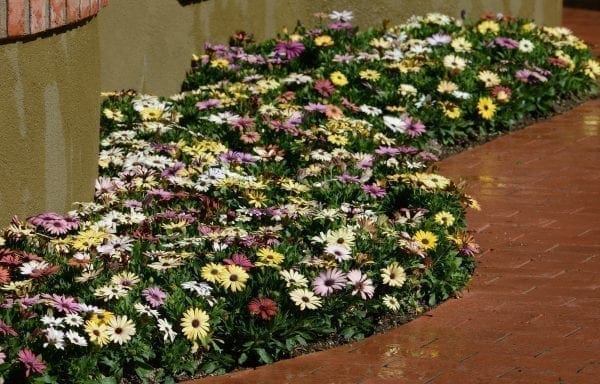 Ostéospermum Akila® Grand Canyon Mélange F1