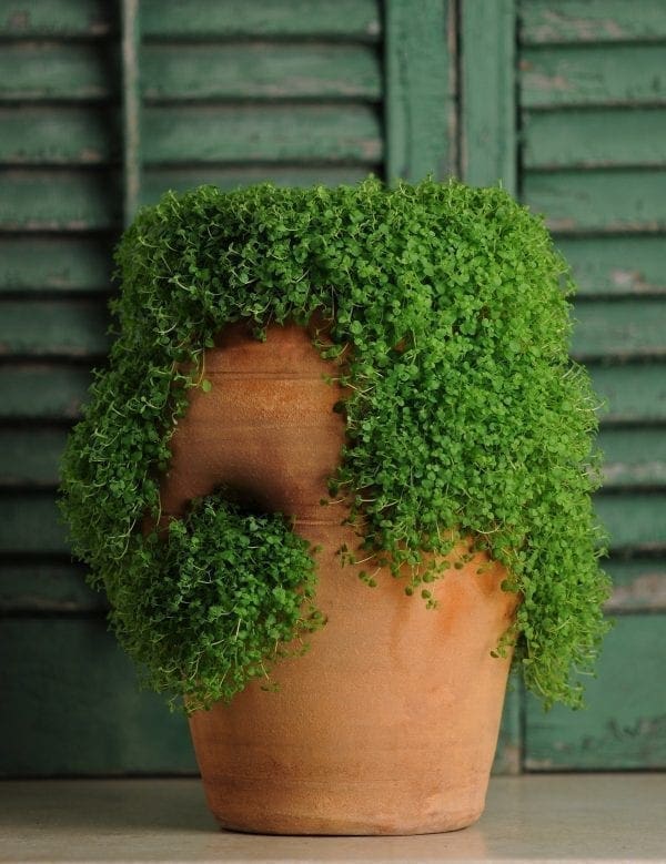 Menthe Corse Mini mint