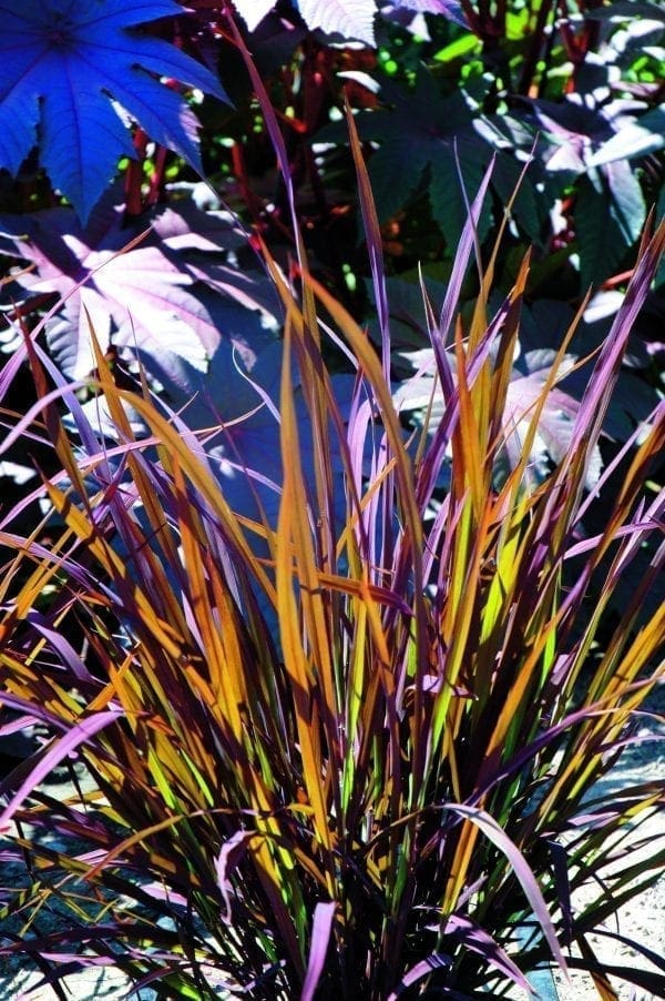 Riz ornemental Black Madras