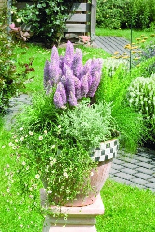  Ptilotus Joey®