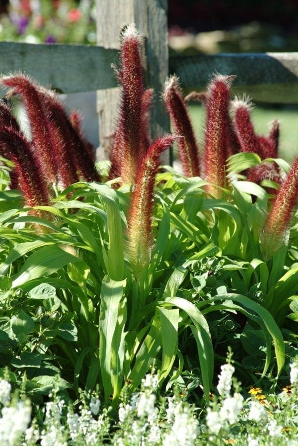 Millet ornemental Jade Princess F1