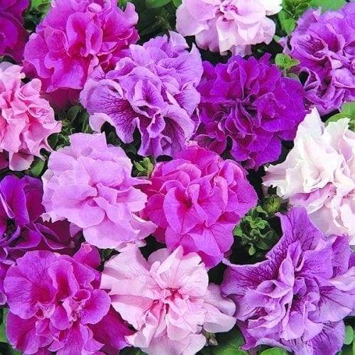  Pétunia Double Cascade Mélange F1