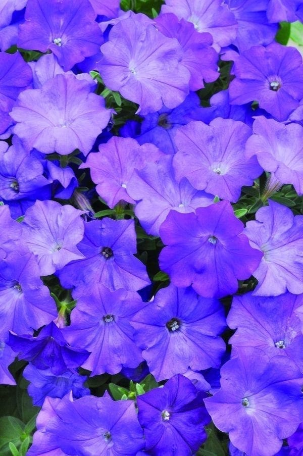 Pétunia Shock Wave® Denim F1