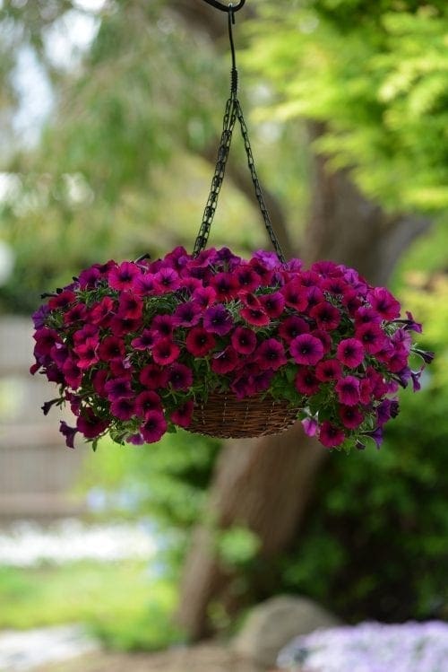  Pétunia Shock Wave® Deep Purple F1