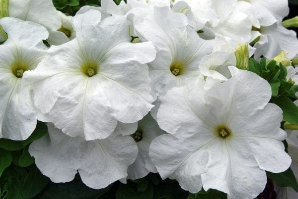 Pétunia Limbo *GP* White F1