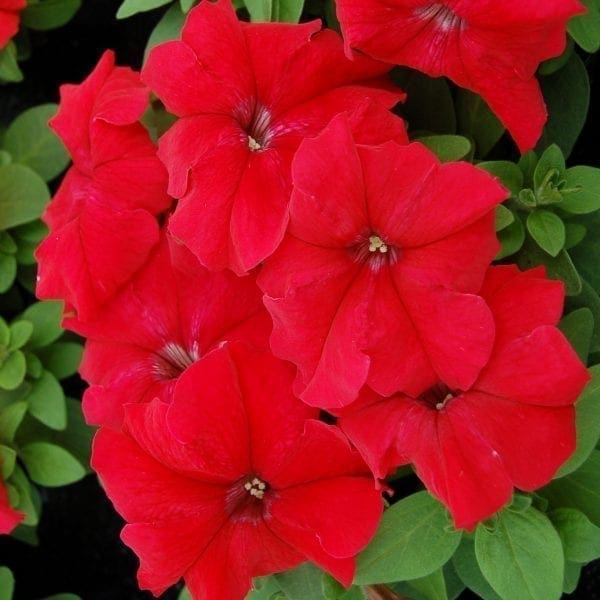 Pétunia Limbo *GP* Red F1