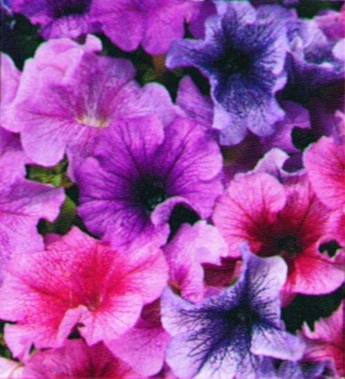  Pétunia Daddy® Mélange F1