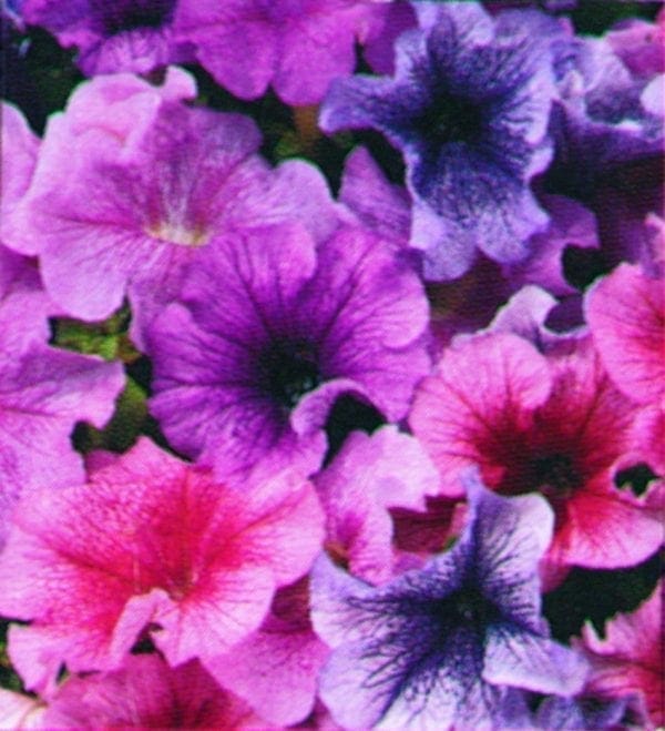 Pétunia Daddy® Mélange F1