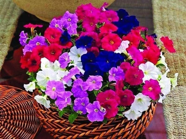 Pétunia Picobella™ Mélange F1