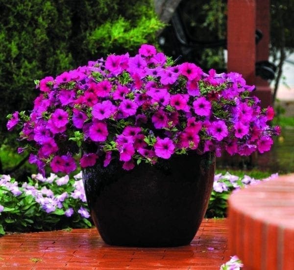 Pétunia Wave® Purple Improved F1