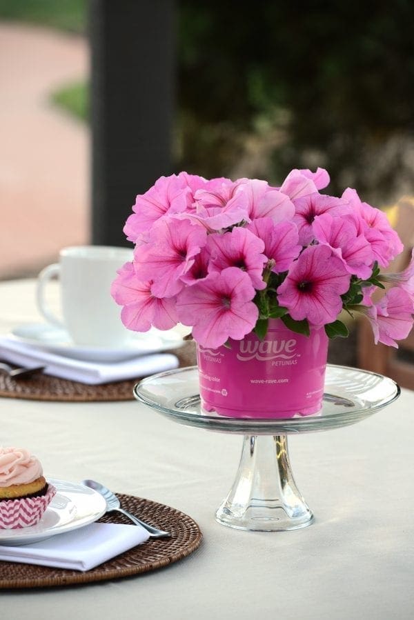 Pétunia Easy Wave® Pink Passion F1