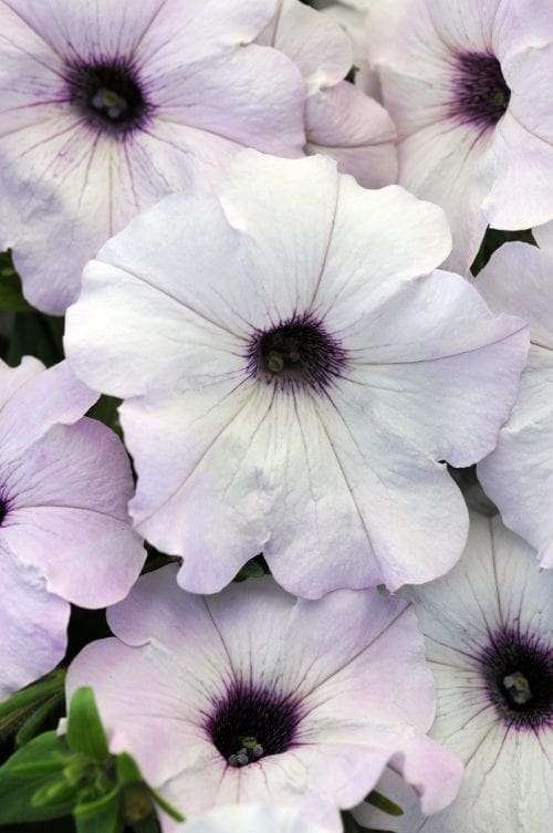  Pétunia Easy Wave® Silver F1