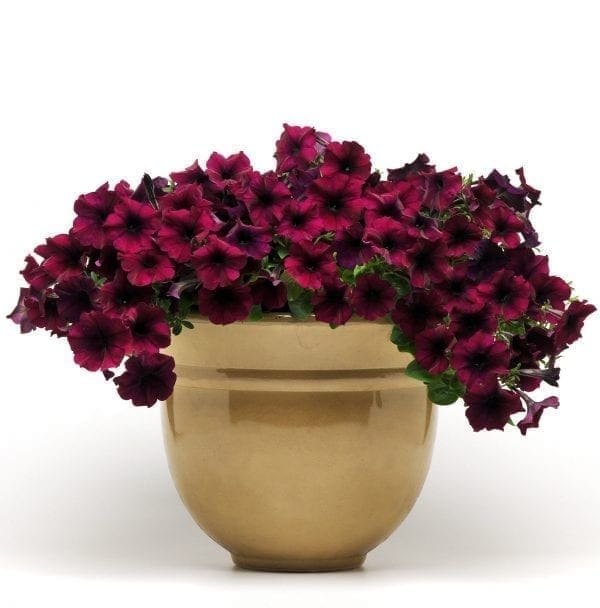 Pétunia Easy Wave® Burgundy Velour F1