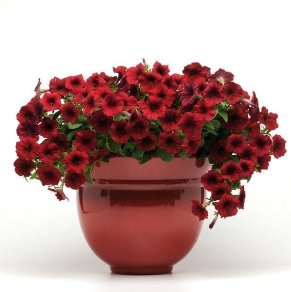 Pétunia Easy Wave® Red Velour F1