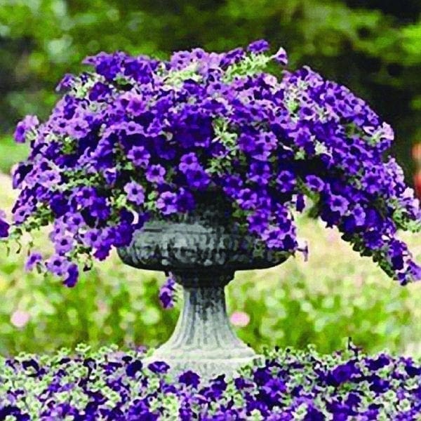 Pétunia Easy Wave® Blue F1