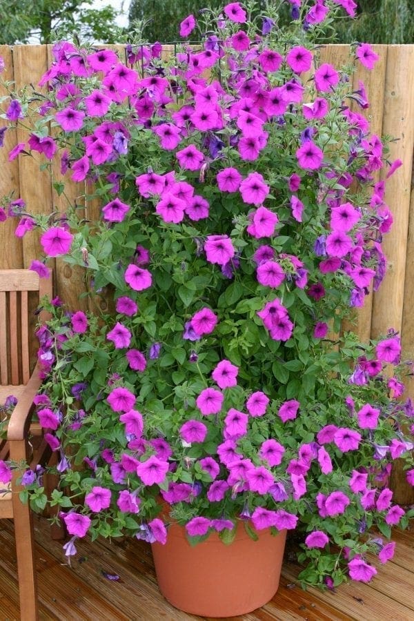 Pétunia grimpant Tickled Pink™ F1
