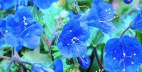  Phacélie California Blue Bell