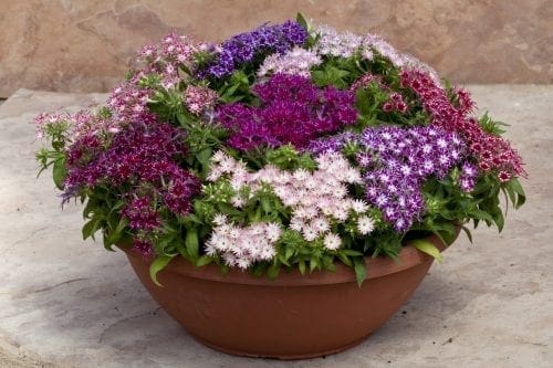  Phlox Popstars™ Mélange F1