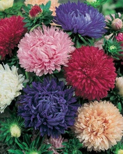  Reine-Marguerite Princess Mélange