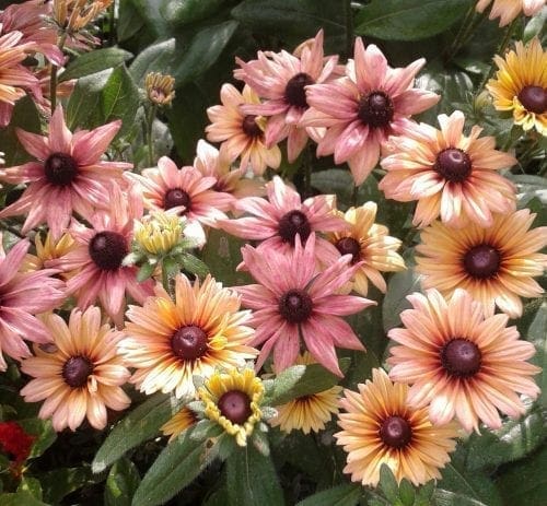  Rudbeckie Sahara