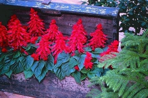 Salvia Vista™ Red