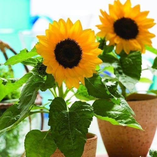  Tournesol Smiley™ F1