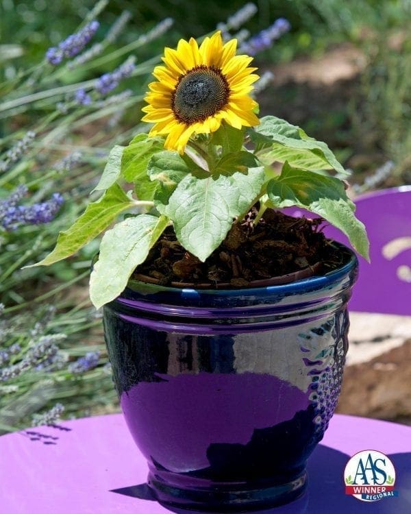Tournesol Suntastic Golden F1