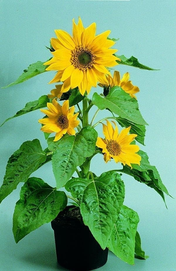 Tournesol Pacino® Gold