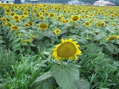  Tournesol Mammoth Russian