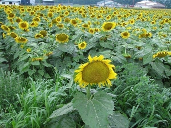 Tournesol Mammoth Russian