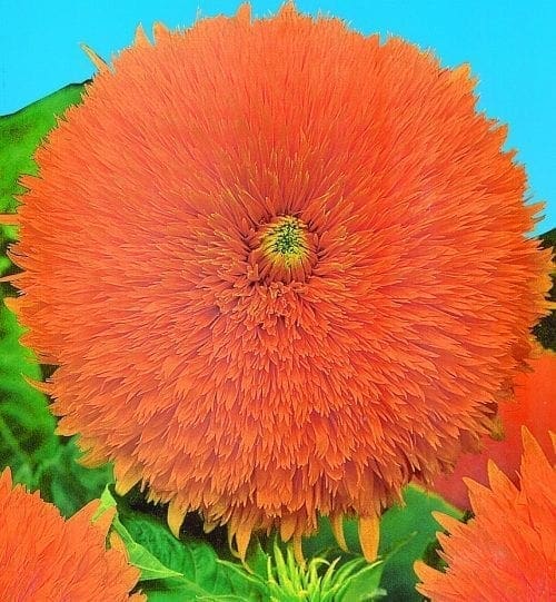  Tournesol Double Santa Fe
