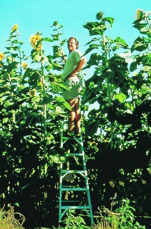  Tournesol King Kong F1