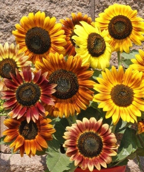  Tournesol Autumn Beauty Mélange
