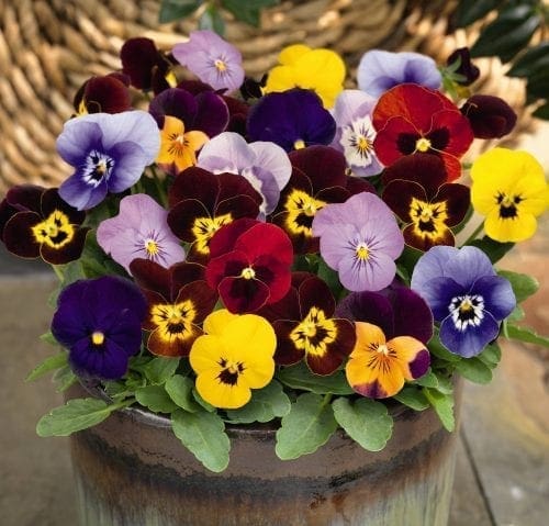  Viola Admire® Maxi Mélange F1