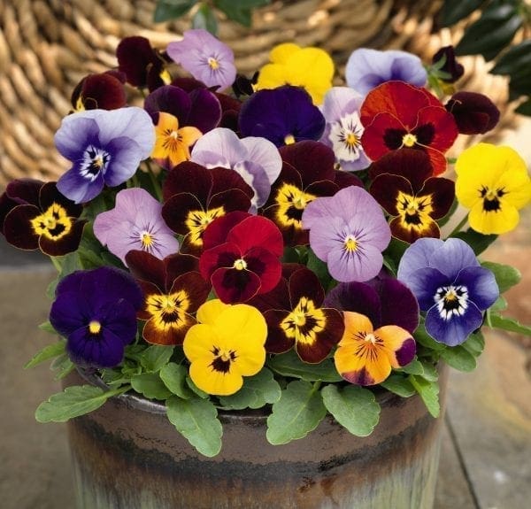 Viola Admire® Maxi Mélange F1