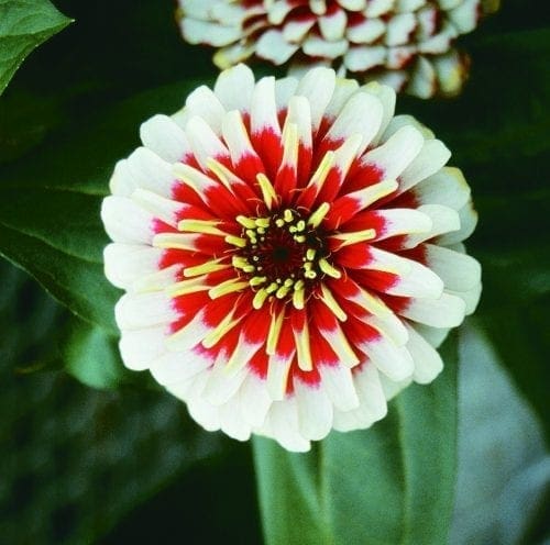  Zinnia Swizzle™ Cherry and Ivory F1