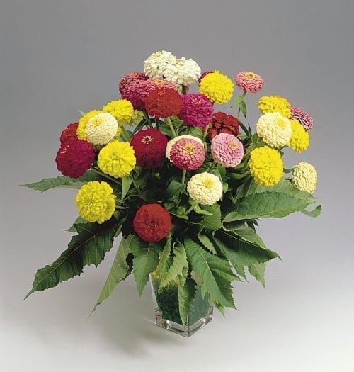  Zinnia Oklahoma Mélange