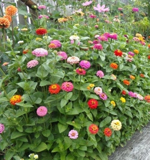  Zinnia Come & Cut Again Mélange