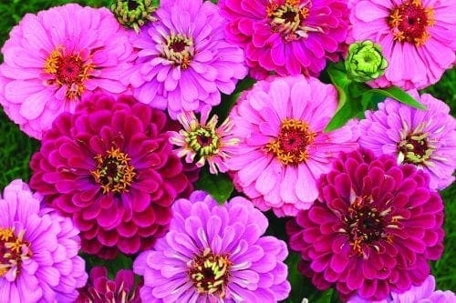  Zinnia Art Deco™