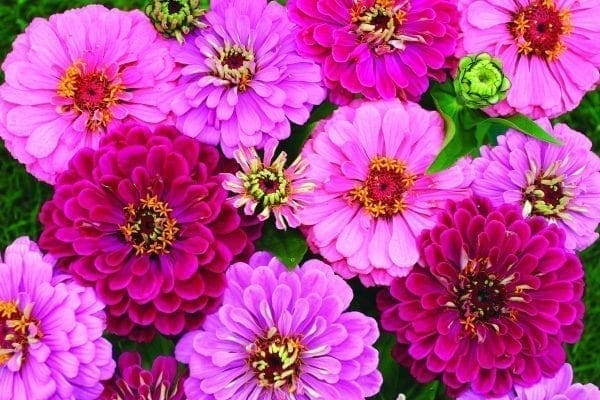 Zinnia Art Deco™