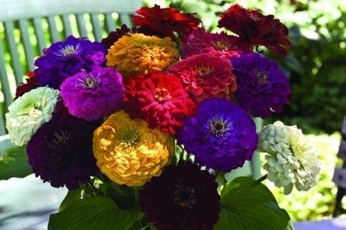  Zinnia Benary’s Giant Mélange