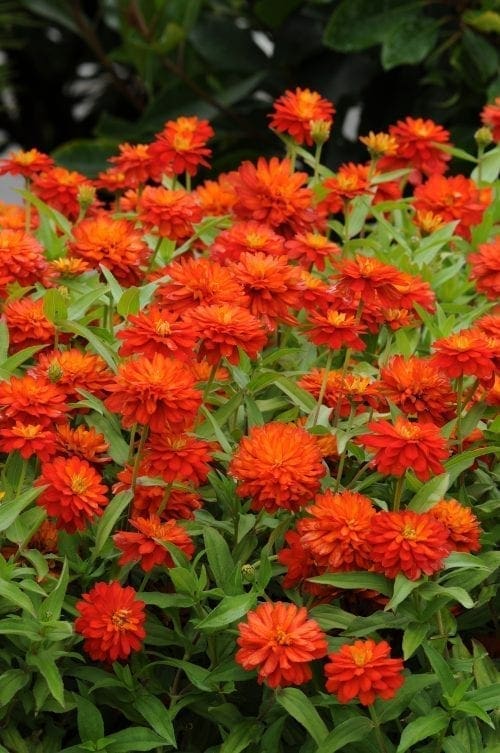  Zinnia Inca