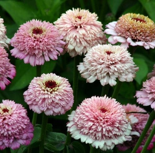  Zinnia Zinderella Lilac
